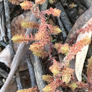 Crassula sieberiana at Deakin, ACT - 31 Jul 2021