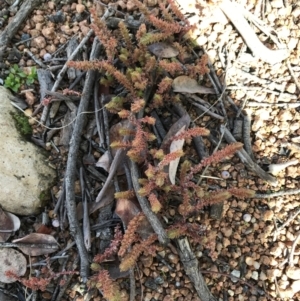 Crassula sieberiana at Deakin, ACT - 31 Jul 2021