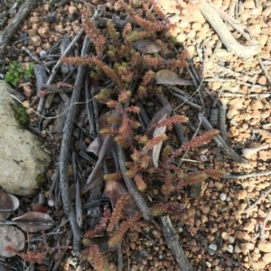 Crassula sieberiana at Deakin, ACT - 31 Jul 2021