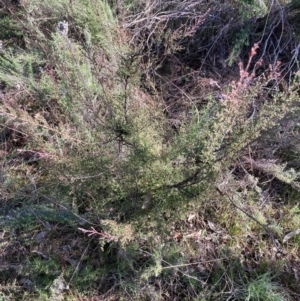 Kunzea parvifolia at Majura, ACT - 2 Aug 2021