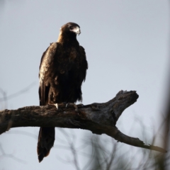 Aquila audax (Wedge-tailed Eagle) at Majura, ACT - 3 Aug 2021 by jb2602