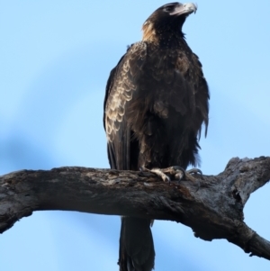 Aquila audax at Majura, ACT - 3 Aug 2021