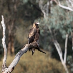 Aquila audax at Majura, ACT - 3 Aug 2021