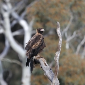 Aquila audax at Majura, ACT - 3 Aug 2021