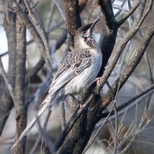 Anthochaera carunculata at Majura, ACT - 2 Aug 2021