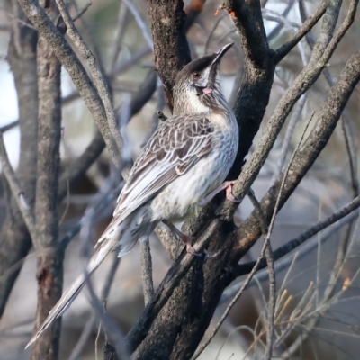 Anthochaera carunculata (Red Wattlebird) at Majura, ACT - 2 Aug 2021 by jbromilow50