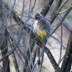 Anthochaera carunculata at Majura, ACT - 2 Aug 2021