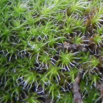 Unidentified Moss, Liverwort or Hornwort at Dunlop, ACT - 19 Jul 2021 by johnpugh