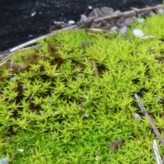 Pottiaceae (family) (A moss) at Dunlop, ACT - 19 Jul 2021 by johnpugh