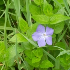 Vinca major (Blue Periwinkle) at Dunlop, ACT - 19 Oct 2020 by johnpugh