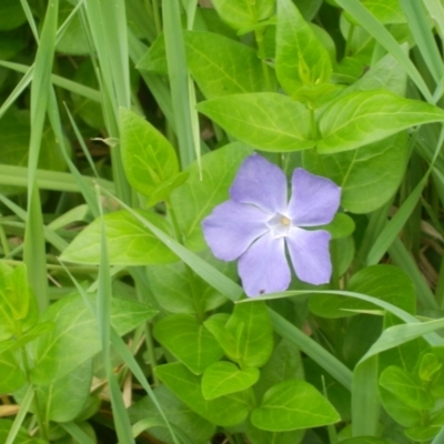 Vinca major (Blue Periwinkle) at Dunlop, ACT - 19 Oct 2020 by johnpugh