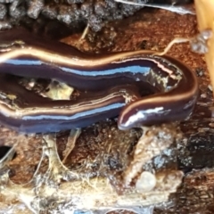 Caenoplana coerulea (Blue Planarian, Blue Garden Flatworm) at Lyneham, ACT - 4 Aug 2021 by trevorpreston