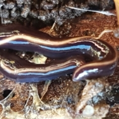 Caenoplana coerulea at Lyneham, ACT - 4 Aug 2021 09:16 AM