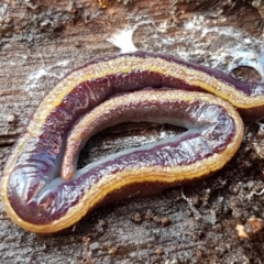 Caenoplana bicolor (Two-tone Planarian) at Lyneham, ACT - 3 Aug 2021 by tpreston