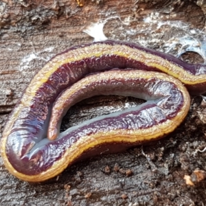 Caenoplana bicolor at Lyneham, ACT - 4 Aug 2021 09:16 AM