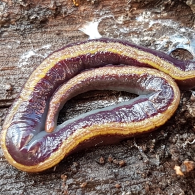 Caenoplana bicolor (Two-tone Planarian) at Lyneham, ACT - 3 Aug 2021 by tpreston