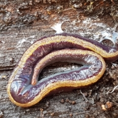 Caenoplana bicolor at Lyneham, ACT - 4 Aug 2021 09:16 AM