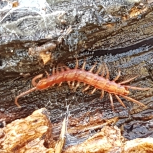 Lithobiomorpha (order) at Lyneham, ACT - 4 Aug 2021