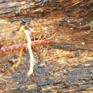 Lithobiomorpha (order) at Lyneham, ACT - 4 Aug 2021