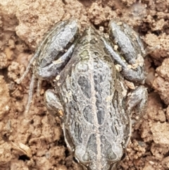 Limnodynastes tasmaniensis (Spotted Grass Frog) at Lyneham, ACT - 3 Aug 2021 by tpreston