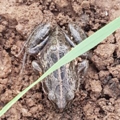 Limnodynastes tasmaniensis at Lyneham, ACT - 4 Aug 2021