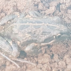 Limnodynastes tasmaniensis at Lyneham, ACT - 4 Aug 2021