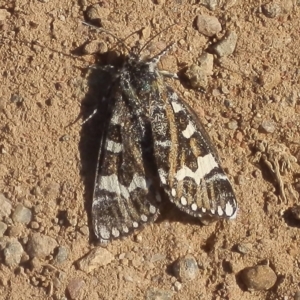 Apina callisto at Macgregor, ACT - 19 Apr 2020