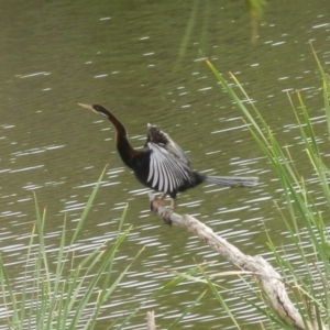 Anhinga novaehollandiae at Dunlop, ACT - 20 Oct 2020