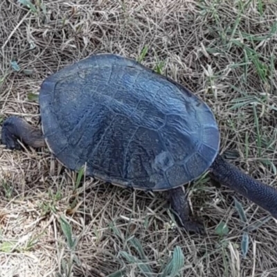 Chelodina longicollis (Eastern Long-necked Turtle) at Dunlop, ACT - 1 Aug 2021 by johnpugh