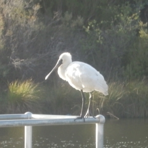 Platalea regia at Dunlop, ACT - 20 May 2021