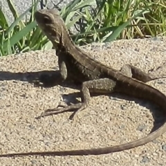 Intellagama lesueurii (Australian Water Dragon) at Dunlop, ACT - 12 Mar 2020 by johnpugh