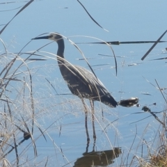 Egretta novaehollandiae (White-faced Heron) at Dunlop, ACT - 31 Jul 2020 by johnpugh