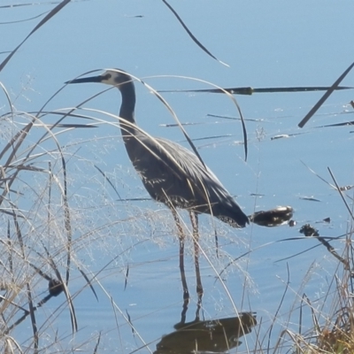 Egretta novaehollandiae (White-faced Heron) at Dunlop, ACT - 30 Jul 2020 by johnpugh