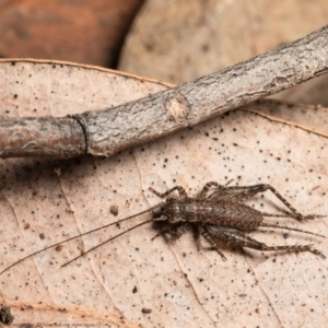 Eurepa marginipennis at Downer, ACT - 4 Aug 2021 11:26 AM