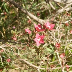 Crowea exalata (Crowea) - 1 Jan 1900 by johnpugh