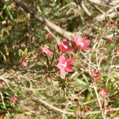 Crowea exalata (Crowea) at Dunlop, ACT - 27 Jun 2021 by johnpugh