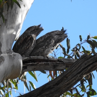 Podargus strigoides (Tawny Frogmouth) at Acton, ACT - 4 Aug 2021 by HelenCross