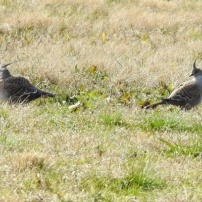 Ocyphaps lophotes (Crested Pigeon) at Wanniassa, ACT - 4 Aug 2021 by RodDeb