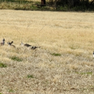 Ocyphaps lophotes at Wanniassa, ACT - 4 Aug 2021