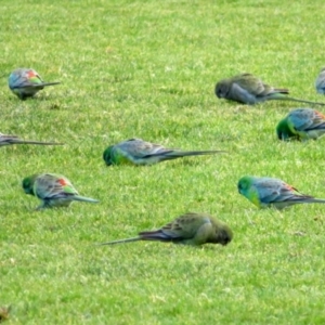 Psephotus haematonotus at Wanniassa, ACT - 4 Aug 2021