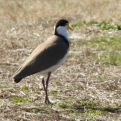 Vanellus miles at Wanniassa, ACT - 4 Aug 2021