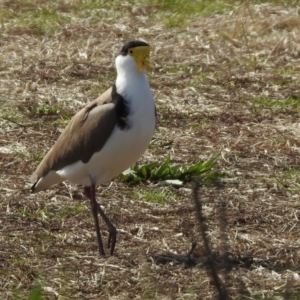 Vanellus miles at Wanniassa, ACT - 4 Aug 2021