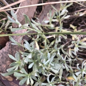 Chrysocephalum apiculatum at Belconnen, ACT - 4 Aug 2021