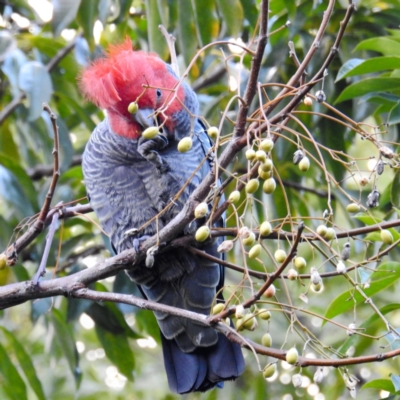 Callocephalon fimbriatum (Gang-gang Cockatoo) at Acton, ACT - 4 Aug 2021 by HelenCross