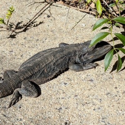 Pogona barbata (Eastern Bearded Dragon) at ANBG - 4 Aug 2021 by HelenCross