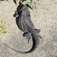 Pogona barbata at Downer, ACT - suppressed