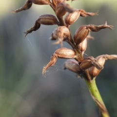 Corunastylis cornuta (Horned Midge Orchid) at MTR591 at Gundaroo - 2 Aug 2021 by MaartjeSevenster
