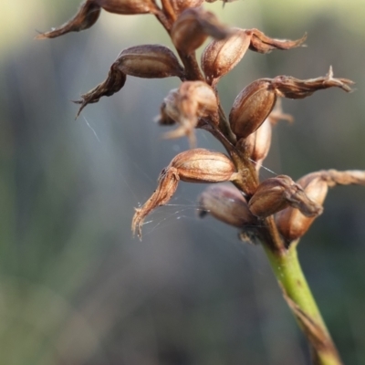 Corunastylis cornuta (Horned Midge Orchid) at Gundaroo, NSW - 2 Aug 2021 by MaartjeSevenster