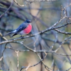 Petroica rosea at Mongarlowe, NSW - suppressed