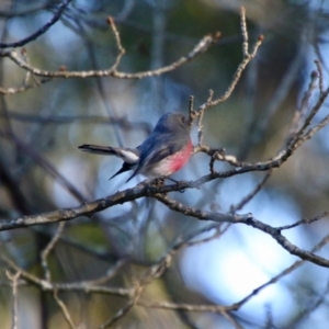 Petroica rosea at Mongarlowe, NSW - suppressed